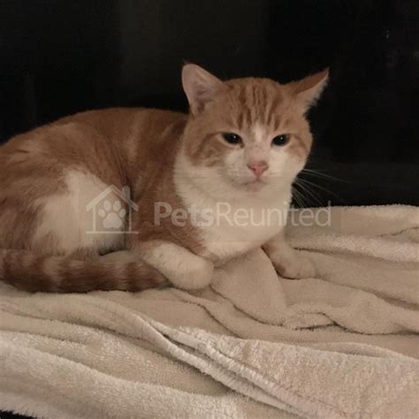 Lost Cat Ginger And White British Shorthair Cat Called Snoopy