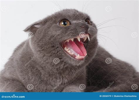The Frightened Cat Royalty Free Stock Images Image 2836979