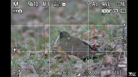 Nikon Z9 Bird Detection Test Turdus Chrysolaus Youtube