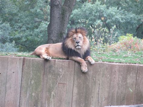 African Lion Zoochat