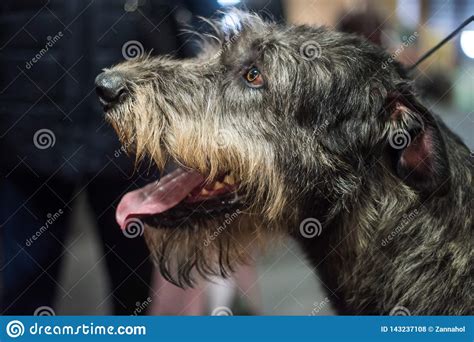 Profile Of Irish Wolfhound Dog Close Up Portrait Stock Photo Image Of