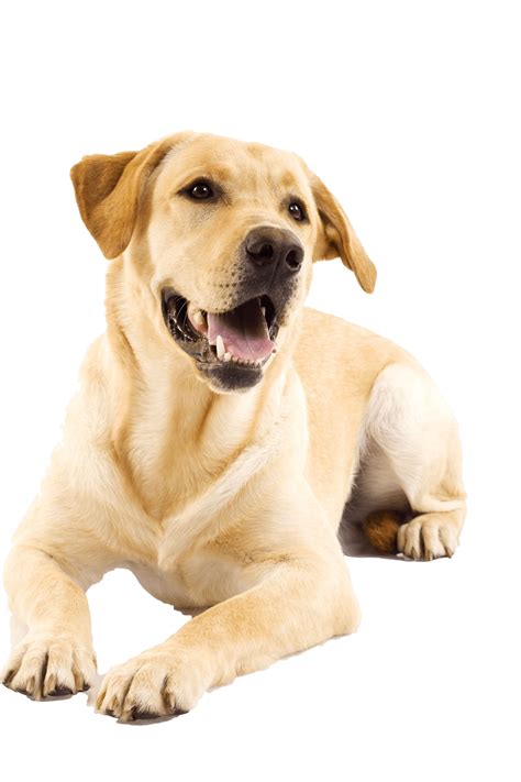 Golden Retriever Puppy - Dog | Labrador retriever, Labrador, Dogs