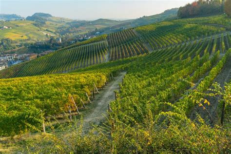 Barolo Wine Guide All You Need To Know About This Red Wine