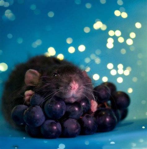 Just 15 Of The Cutest Rats Ever Cuteness In 2020 Cute Rats Fancy
