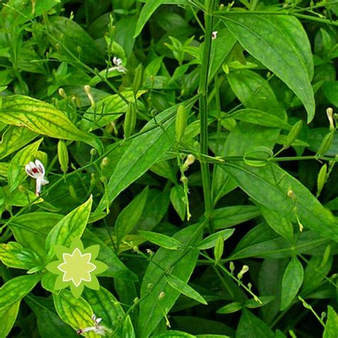 Daun salam juga dapat membantu mengurangi kadar asam urat. Apa Itu Penyakit Asam Urat ? | Cara menyembuhkan penyakit ...