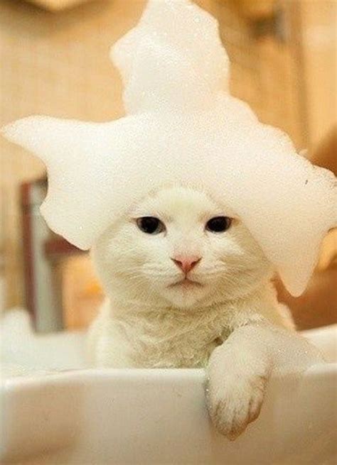 Member level 06 blank slate. Ten Pictures of Cats in Bubble Baths That Will Make Anyone ...