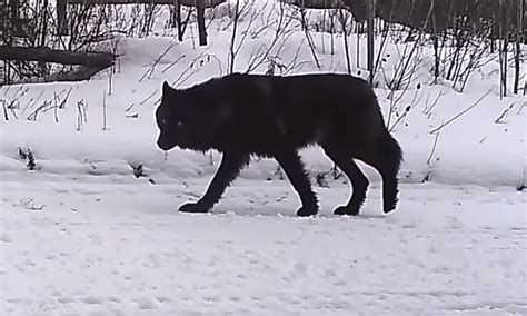 Watch Rare Sighting Of A Black Wolf Caught On A Trail Camera