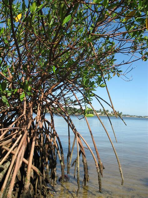 We consider them florida's tree of life because they create a unique ecosystem that. Mangroves | Florida | Pinterest