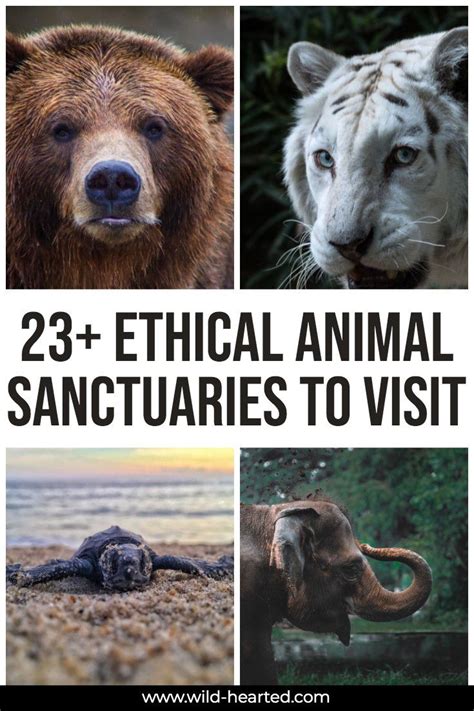 Looking For The Best Animal Sanctuaries In The World To Visit But Not