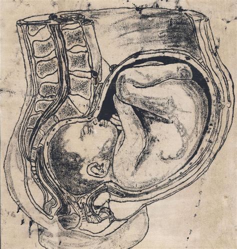 anatomy of pregnancy by b3xy88 on deviantart