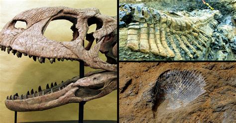 Best app to find life partner : These Are the 7 Best Places to See Fossils in India
