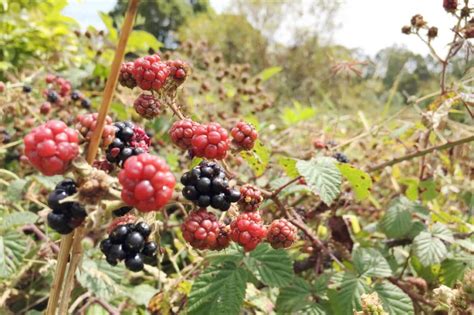How To Kill Blackberry Bushes Organically Gardeneco
