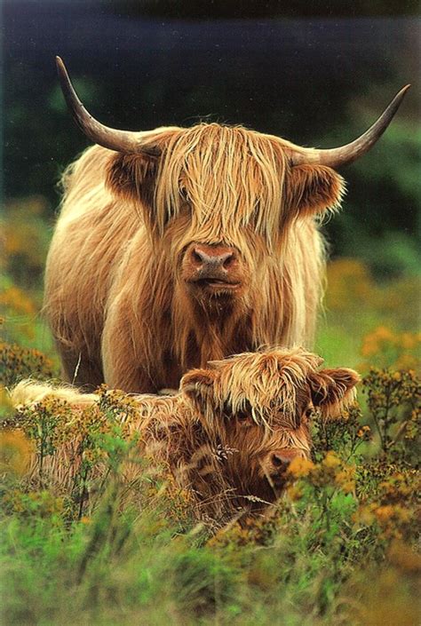 Highland Cow And Her Calf In The Meadow Cow Highland Cattle Fluffy