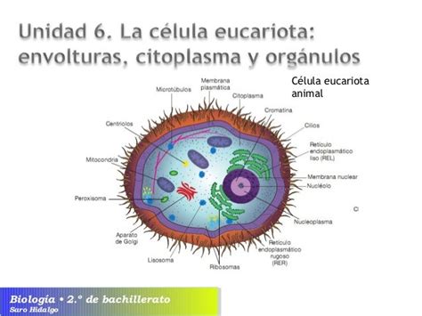 U6 La Célula Eucariota Envolturas Citoplasma Y Orgánulos