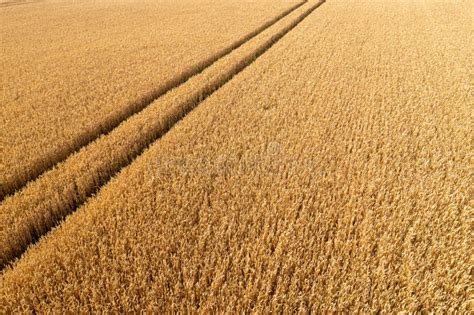 Aerial Top View Of Wheat Field And Tracks From Tractor Agricultural