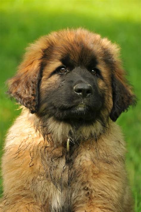 Free Image On Pixabay Leonberger Dog Puppy Portrait In 2021