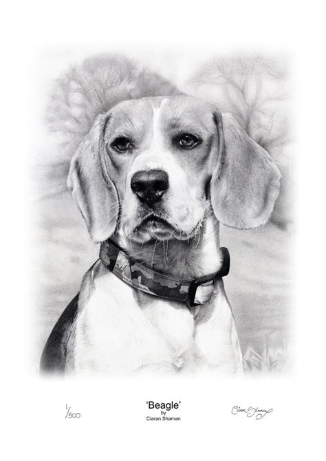 23 X 16 Limited Edition Beagle Print Pencil Drawing By Ciaran