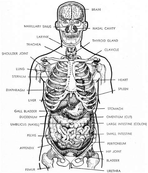 The torso or trunk is an anatomical term for the central part, or core, of many animal bodies (including humans) from which extend the neck and limbs. DIAGRAM OF THE HEAD AND TORSO SHOWING RELATIONSHIP OF THE ...