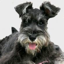 Ver más ideas sobre perros, ropa para perros, ropa para mascotas. El Schnauzer Miniatura | Perros.com