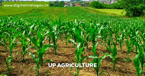 Up Agriculture Token Generate Online Application Token Report