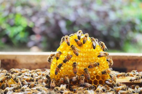 Free Beehive Plans For Your Own Backyard