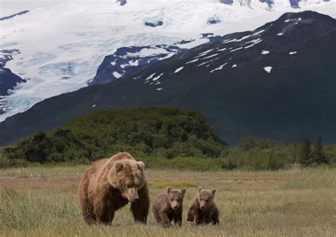 The Best Katmai National Park And Preserve Tours And Tickets