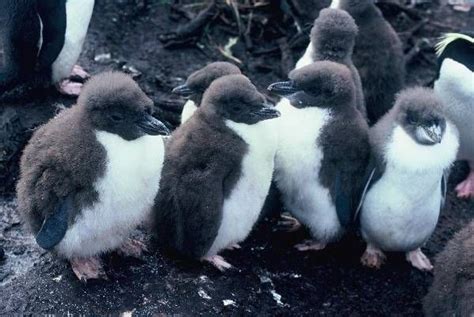 Baby Macaroni Penguins Crested Penguin Penguins Macaroni Penguin