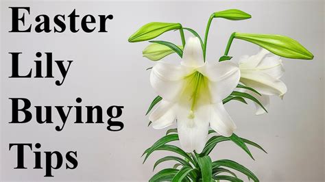Easter Lily Buying Tips Youtube