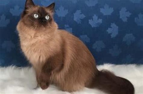 Ragdoll Cat Breed Personality Behavior Facts And Characteristics