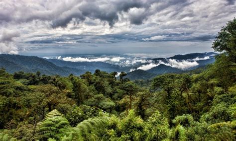 Enchanting Cloud Forests And Rainforests In Central And South America