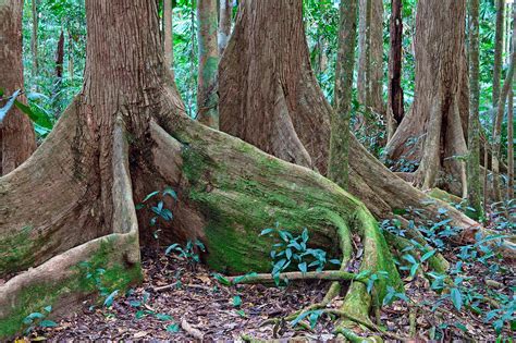 Tree Roots Tropical Rainforest Photograph By Dirk Ercken Pixels