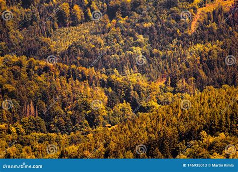 Bunch Of Trees In Autumn Colors Stock Image Image Of Shot Orange