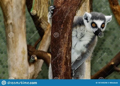 Selective Focus Shot Of A Ring Tailed Lemur Sticking On A Branch Of A
