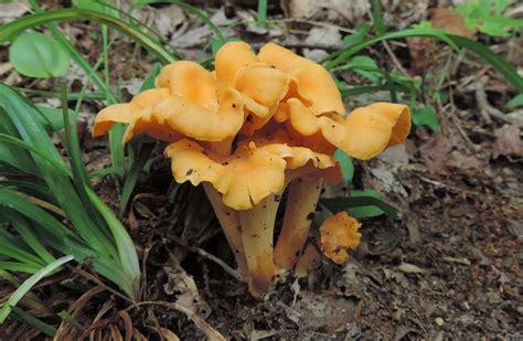 Chanterelle And Jack Olantern Mushroom Identification Learn Your Land