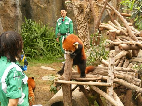Red Pandas In Ocean Park Hong Kong Red Pandas Photo 30357909 Fanpop