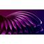 Purple Neon Wing Wallpapers  HD