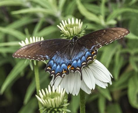 Eastern Tiger Swallowtail Butterfly Lewisboro Field Guide
