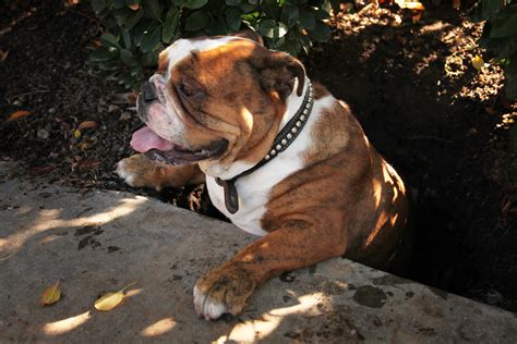 Despite the tags, the overall theme of this subreddit may be deemed nsfw by some! Bulldog - Stuck in a Hole | Buddha, my English Bulldog ...
