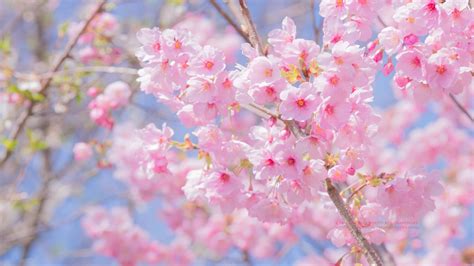 最高桜 スマホ 壁紙 春 最高の壁紙コレクション
