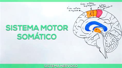 Sistema motor somático YouTube