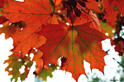 Wallpaper Autumn Red Macro Fall Leaves Canon Turkey Wonderful