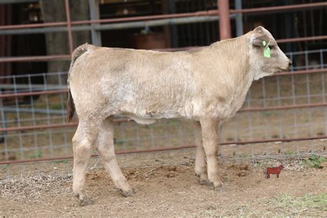 Lot 5 Abc Steer Cattle In Motion Cattle Auctions Live Broadcasts