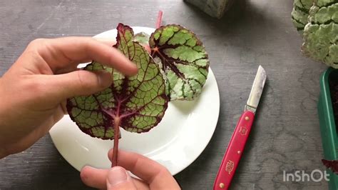 How To Take Begonia Cuttings Youtube