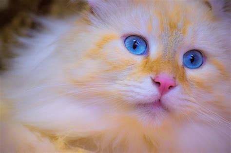 Beautiful Blue Eyed Cat