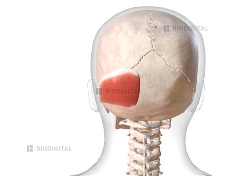 Left Occipitalis Biodigital Anatomy