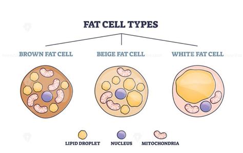 Fat Cell Types As Adipocyte Division In Brown Beige Or White Outline