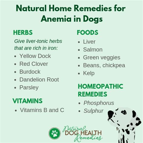 What Is Anemia What Causes Anemia In Dogs Dogdwell