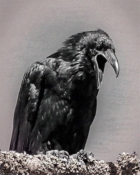 Items Similar To Raven Black And White Image Fine Art Photo Nature