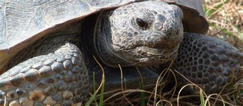 Gopher Tortoise In Lower Wekiva River Preserve State Park Near Orlando