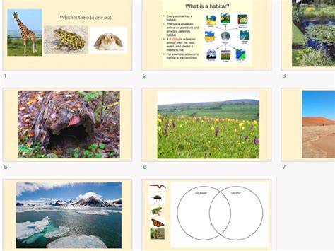 Living Things And Their Habitats Year 4 Habitats Teaching Resources